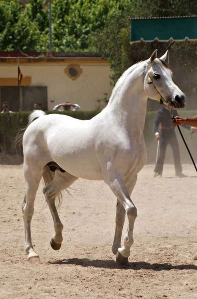美しいポートレートのチャンピオン白アラビアの種牡馬 — ストック写真