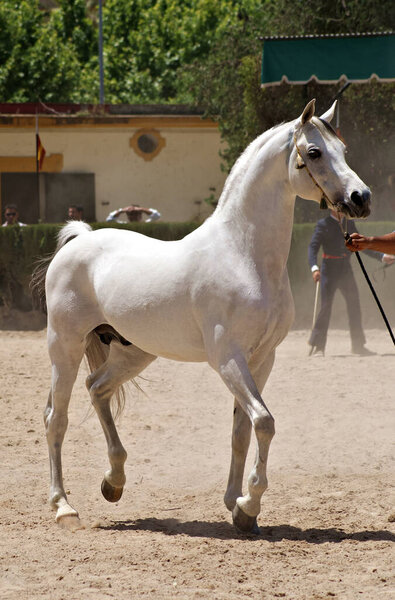 Beautiful portrait of a champion white arabian stallion
