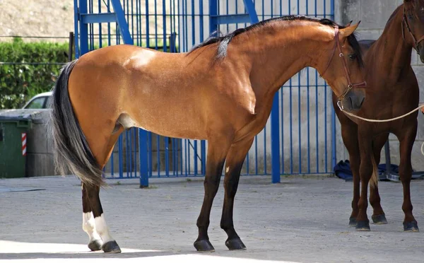 Retrato Cuerpo Entero Joven Caballo Castaño —  Fotos de Stock