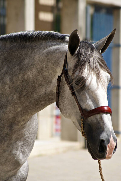 Портрет молодого испанского коня перед выставкой