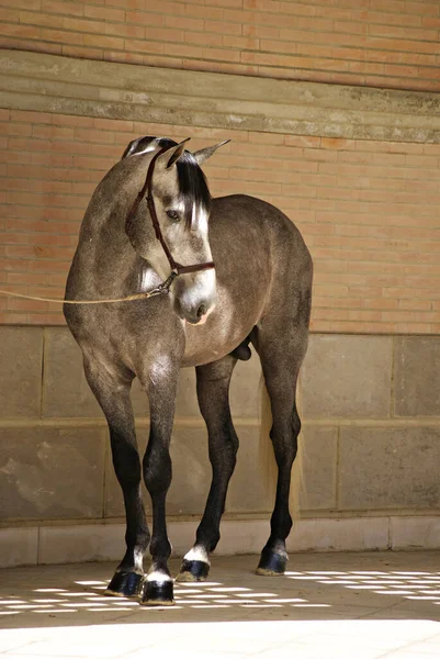 Retrato Joven Caballo Español Antes Del Espectáculo — Foto de Stock