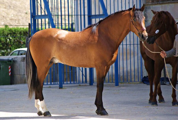 Портрет коричневого молодого испанского коня