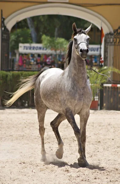 Belo Retrato Uma Égua Árabe Cinzenta Campeã — Fotografia de Stock