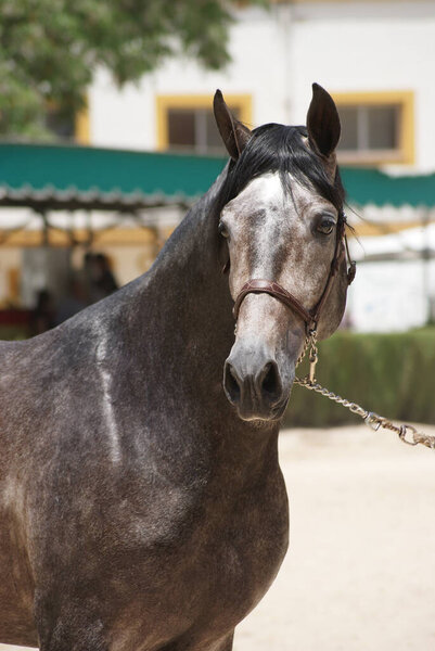 Face portrait of a champion stallion hispano arabian in Jerez, Spain