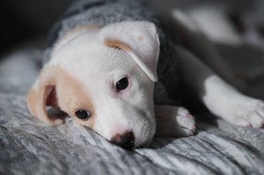 Üzücü bir portre, genç ve tatlı bir dişi köpek yavrusu, dinleniyor. Kazak giyiyor.