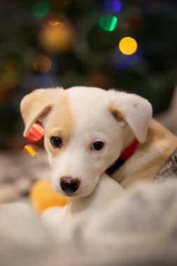 Arka planda Noel ağacı olan güzel bir köpeğin yüz portresi.