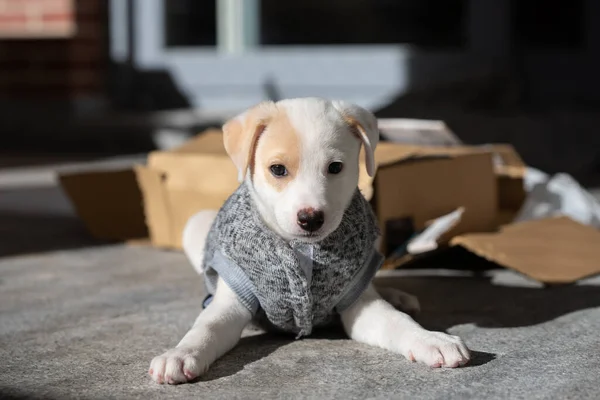 Cute Female Puppy Playing Outdoors Wearing Sweater Box Background — Stock Photo, Image