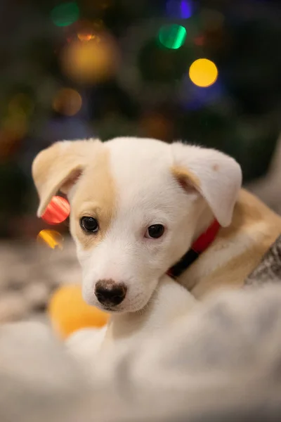 Retrato Facial Lindo Filhote Cachorro Com Uma Árvore Natal Fundo — Fotografia de Stock