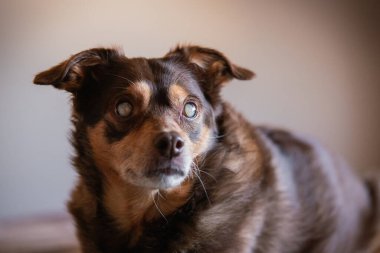 Kör şeker hastası bir köpeğin portresi yatakta dinleniyor.
