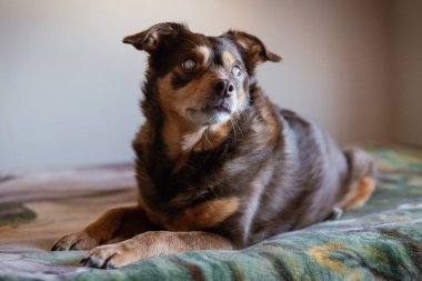 Kör şeker hastası bir köpeğin portresi evdeki yatakta dinleniyor.