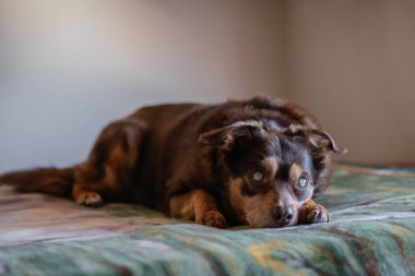 Kör şeker hastası bir köpeğin portresi evdeki yatakta dinleniyor.