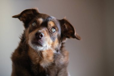 Kör şeker hastası bir köpeğin portresi evdeki yatakta dinleniyor.