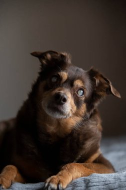 Kör şeker hastası bir köpeğin portresi evdeki yatakta dinleniyor.