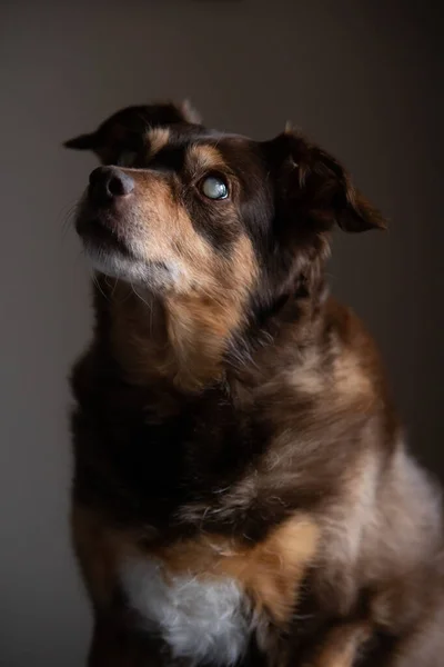 Gezichtsportret Van Een Blinde Diabetische Hond Ontspannen Het Bed Thuis — Stockfoto