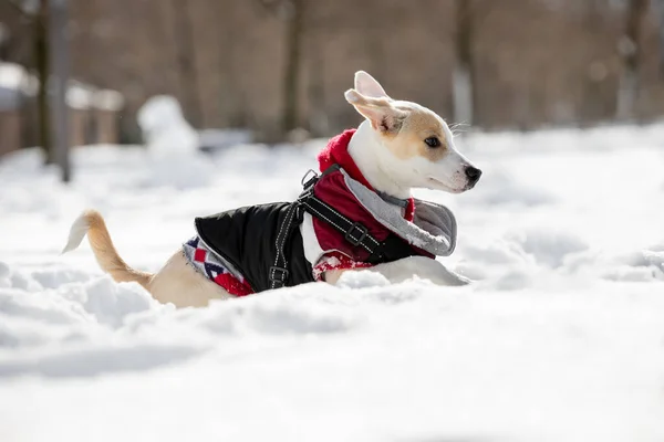 Young female puppy dog enjoying playing happy in the snow