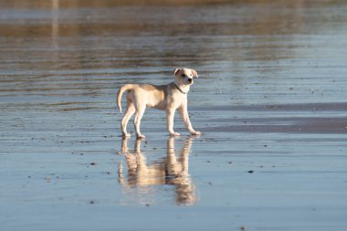 Genç, mutlu dişi köpek Cadiz sahilinde suyun içinde duruyor. Sudaki yansımasını görebiliyoruz.