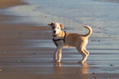 Genç mutlu dişi köpek Cadiz 'de kumsalda duruyor.