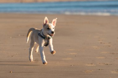 Genç dişi köpek Cadiz 'de kumsalda mutlu bir şekilde oynayıp koşuyor.