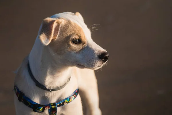 Retrato Facial Cachorro Iluminado Por Los Rayos Del Sol Playa —  Fotos de Stock