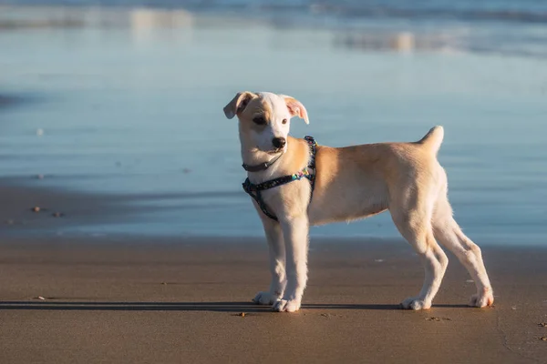 Young Happy Female Puppy Standing Sand Beach Cadiz — Stock Photo, Image