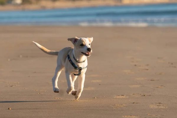 Young female puppy playing and running happily along the sand on the beach in Cadiz