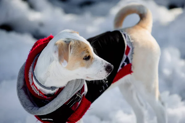 manteau chien femelle