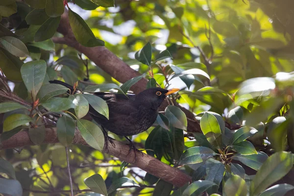 Mężczyzna Blackbird Siedzący Drzewie Parku Madrycie Dzień — Zdjęcie stockowe