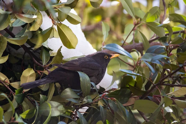 Mężczyzna Blackbird Siedzący Drzewie Obok Kawałek Lodu Madrycie Dzień — Zdjęcie stockowe