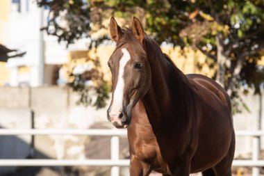 Özgürlüğün tadını çıkaran genç bir kestane rengi kısrağın portresi.