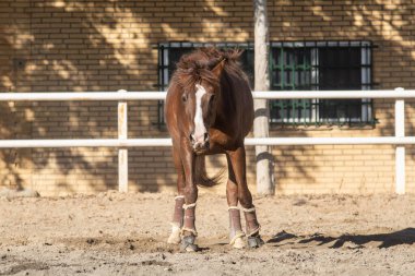 Mutlu genç kestane kısrağı debelendikten sonra kumları sallıyor