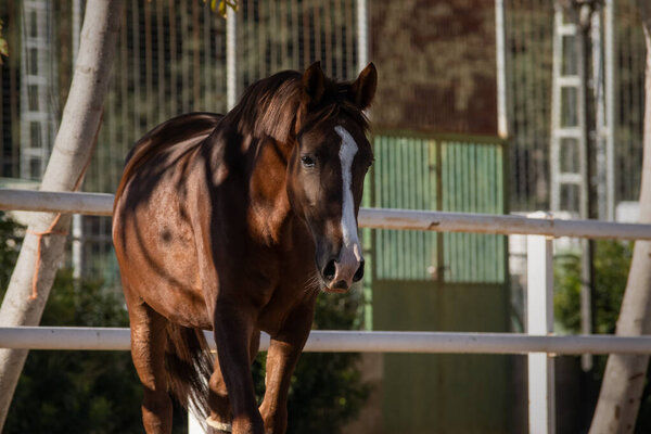 Face portrait of a young chestnut mare with blaze enjoying the freedom