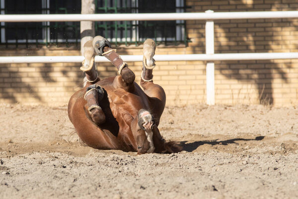 Happy young chestnut mare rolling in the sand belly up