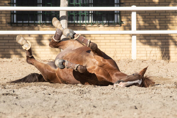 Happy young chestnut mare rolling in the sand belly up