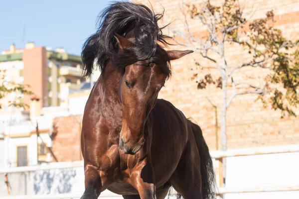 Портрет лица молодого коня Лузитано с гривой