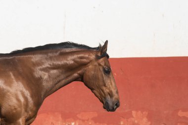 Güzel, kahverengi safkan bir atın yüz portresi.