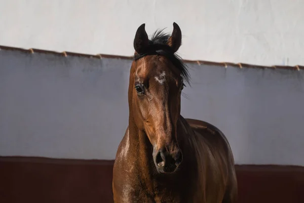 Ansiktsporträtt Vacker Brun Fullblod Häst Frihet — Stockfoto