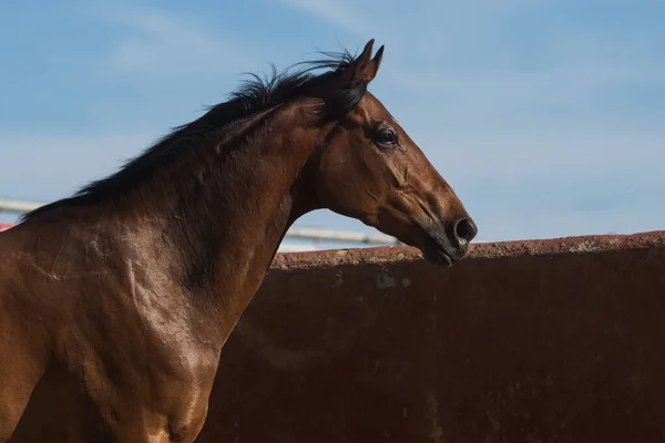 Ritratto Facciale Bellissimo Cavallo Purosangue Marrone Libertà — Foto Stock