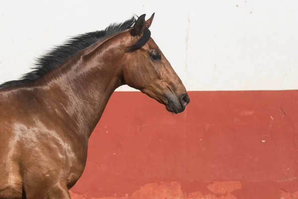 Güzel Kahverengi Safkan Bir Atın Yüz Portresi — Stok fotoğraf