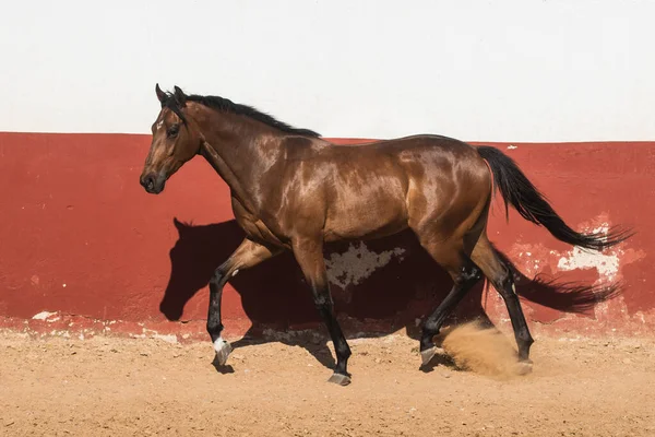 Vacker Brun Gelding Fullblod Häst Travning Frihet — Stockfoto