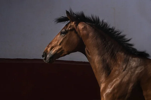 Donker Gezichtsportret Van Een Mooi Bruin Volbloed Paard Vrijheid — Stockfoto