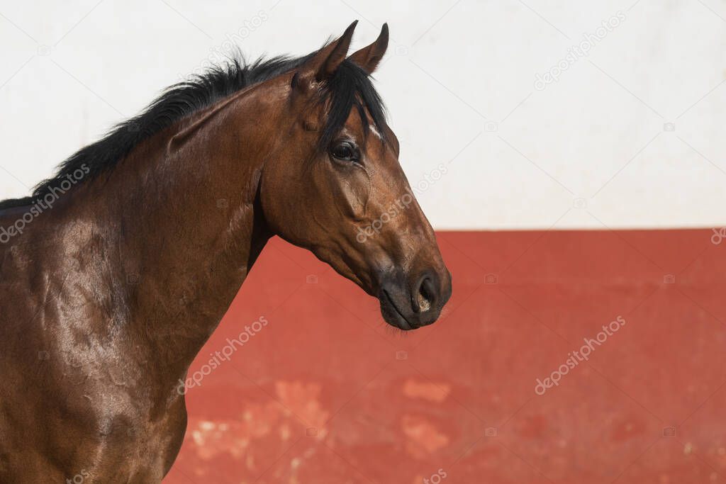Facial portrait of a beautiful brown thoroughbred horse in freedom