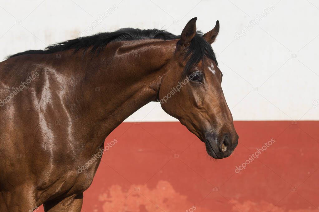 Facial portrait of a beautiful brown thoroughbred horse in freedom