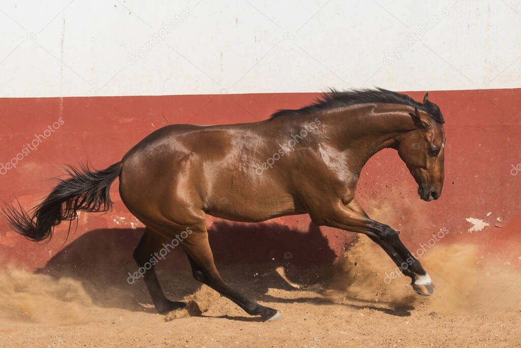 Beautiful brown gelding thoroughbred horse galloping in freedom