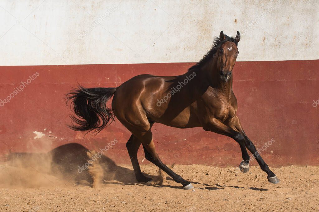 Beautiful brown gelding thoroughbred horse galloping in freedom