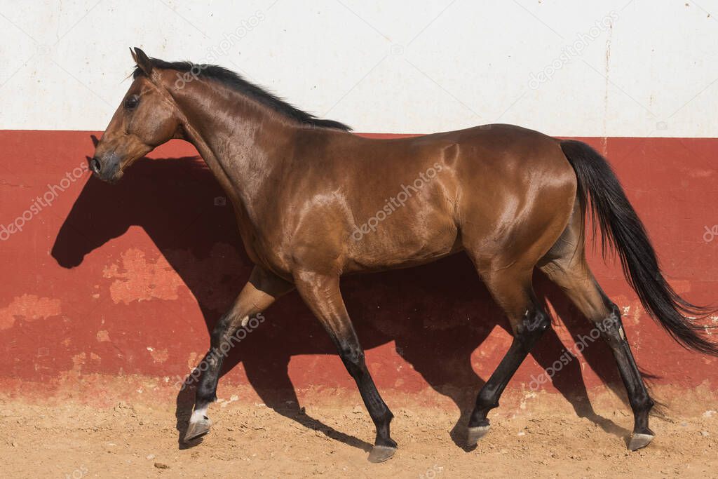 Beautiful brown gelding thoroughbred horse trotting in freedom