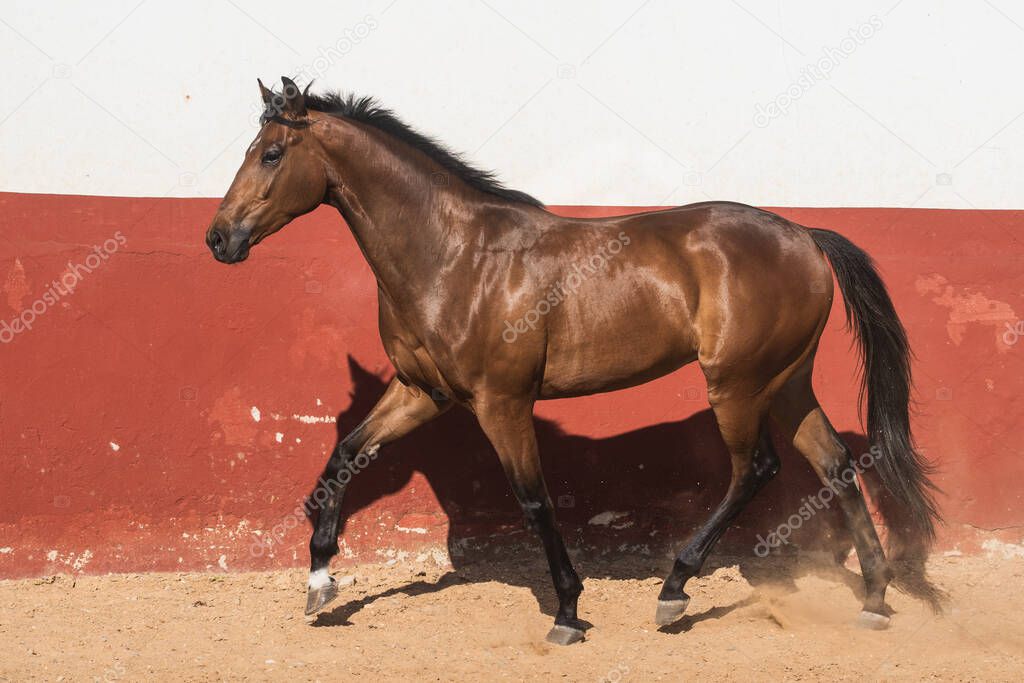 Beautiful brown gelding thoroughbred horse trotting in freedom