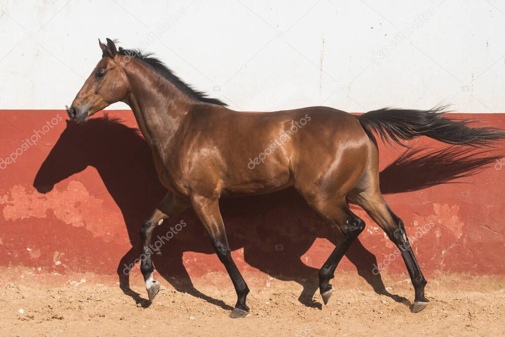 Beautiful brown gelding thoroughbred horse trotting in freedom