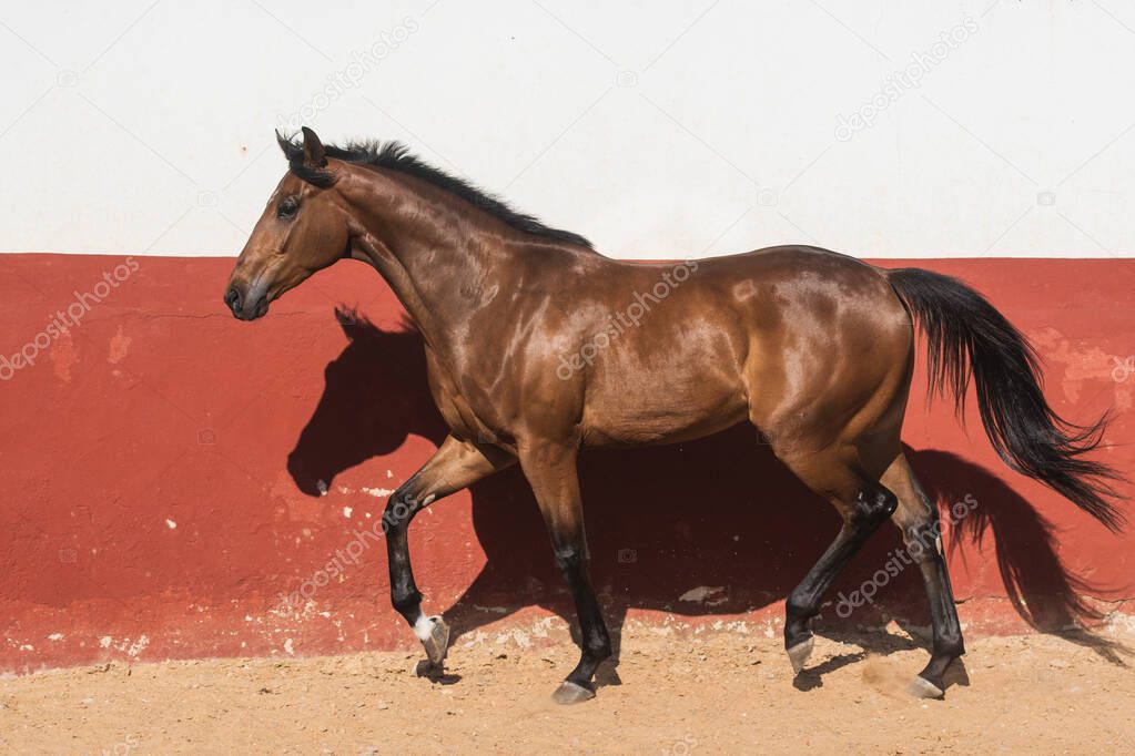 Beautiful brown gelding thoroughbred horse trotting in freedom