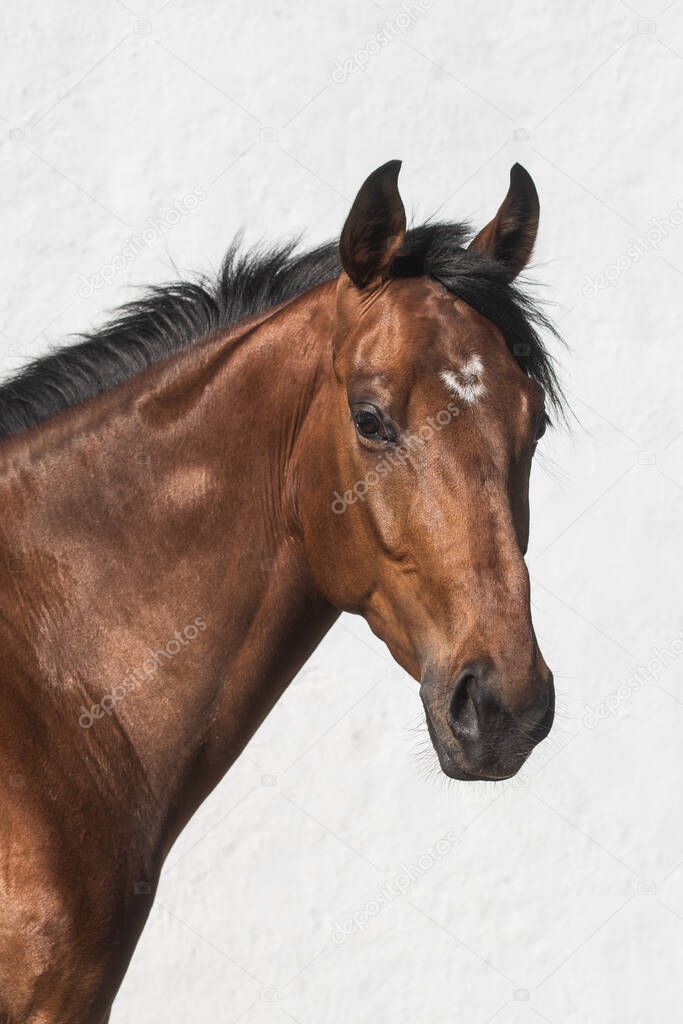 Facial portrait of a beautiful brown thoroughbred horse in freedom with white background