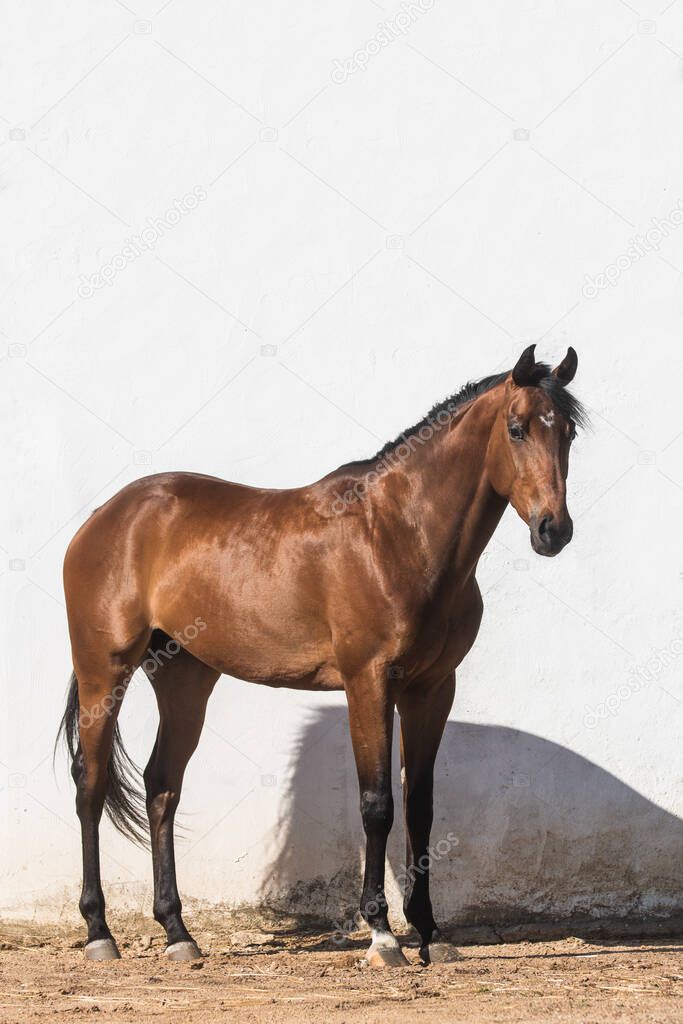 Beautiful brown gelding thoroughbred standing on the sand in freedom with white background